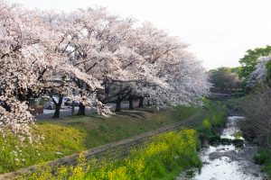 三ツ又ふれあい公園、桜　、3月の春の花、愛知県春日井市の観光・撮影スポットの画像と写真