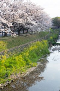 三ツ又ふれあい公園、桜・はにわ　、3月の春の花、愛知県春日井市の観光・撮影スポットの画像と写真