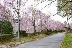名古屋城、桜、3月の春の花、名古屋市の観光・撮影スポットの画像と写真