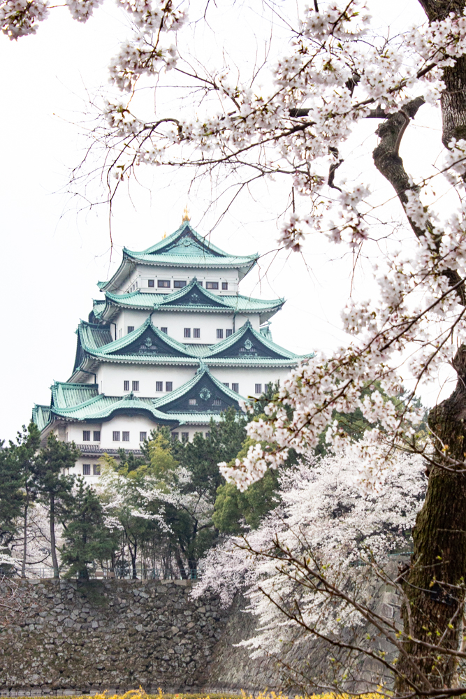 名古屋城、桜、3月の春の花、名古屋市の観光・撮影スポットの画像と写真