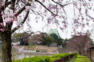 名古屋城、桜、3月の春の花、名古屋市の観光・撮影スポットの画像と写真