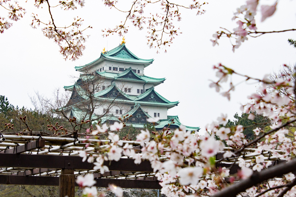 名古屋城、桜、3月の春の花、名古屋市の観光・撮影スポットの画像と写真