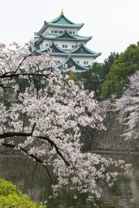 名古屋城、桜、3月の春の花、名古屋市の観光・撮影スポットの画像と写真