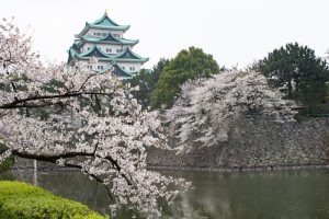 名古屋城、桜、3月の春の花、名古屋市の観光・撮影スポットの画像と写真