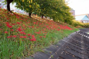 乙川、乙川、彼岸花、9月の秋の花、愛知県岡崎市の観光・撮影スポットの画像と写真