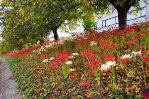 乙川、彼岸花、9月の秋の花、愛知県岡崎市の観光・撮影スポットの画像と写真