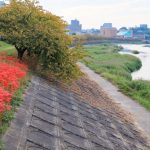 乙川、彼岸花、9月の秋の花、愛知県岡崎市の観光・撮影スポットの画像と写真