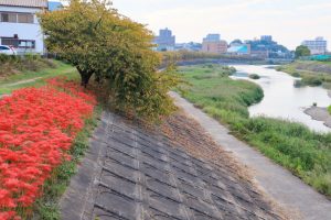 乙川、彼岸花、9月の秋の花、愛知県岡崎市の観光・撮影スポットの画像と写真