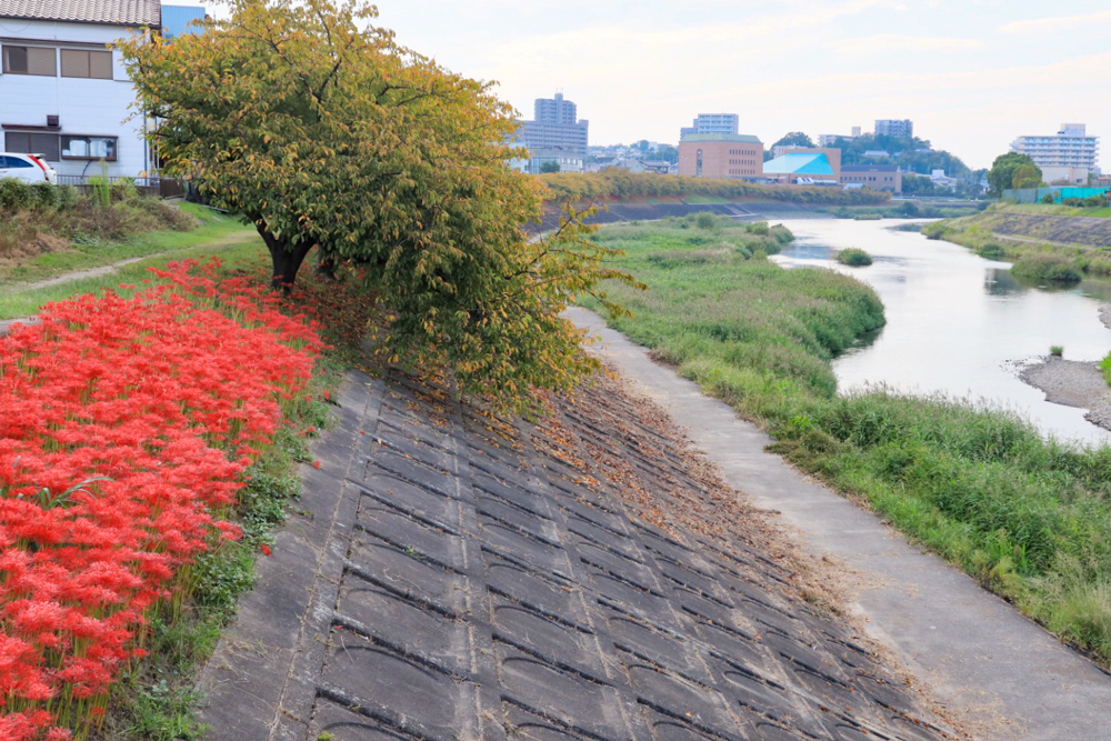 乙川、彼岸花、9月の秋の花、愛知県岡崎市の観光・撮影スポットの画像と写真