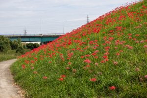 乙川、彼岸花、9月の秋の花、愛知県岡崎市の観光・撮影スポットの画像と写真乙川、彼岸花、9月の秋の花、愛知県岡崎市の観光・撮影スポットの画像と写真