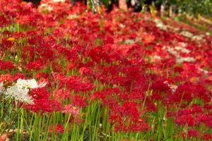 乙川、彼岸花、9月の秋の花、愛知県岡崎市の観光・撮影スポットの画像と写真乙川、彼岸花、9月の秋の花、愛知県岡崎市の観光・撮影スポットの画像と写真