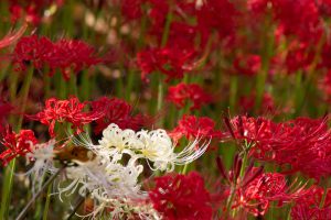 乙川、彼岸花、9月の秋の花、愛知県岡崎市の観光・撮影スポットの画像と写真