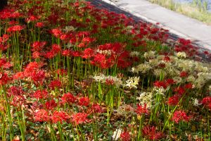 乙川、彼岸花、9月の秋の花、愛知県岡崎市の観光・撮影スポットの画像と写真