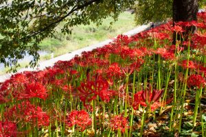 乙川、彼岸花、9月の秋の花、愛知県岡崎市の観光・撮影スポットの画像と写真