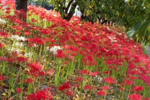 乙川、彼岸花、9月の秋の花、愛知県岡崎市の観光・撮影スポットの画像と写真