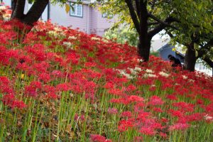 乙川、彼岸花、9月の秋の花、愛知県岡崎市の観光・撮影スポットの画像と写真