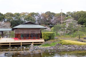 白鳥庭園、しだれ桜、3月の春の花、名古屋市熱田区の観光・撮影スポットの画像と写真