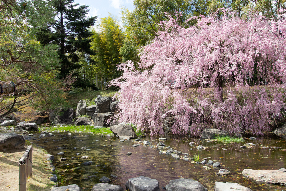 白鳥庭園、しだれ桜、3月の春の花、名古屋市熱田区の観光・撮影スポットの画像と写真