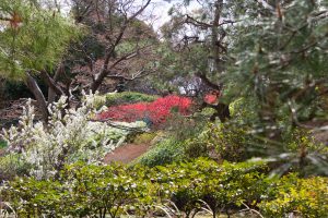 白鳥庭園、しだれ桜、3月の春の花、名古屋市熱田区の観光・撮影スポットの画像と写真