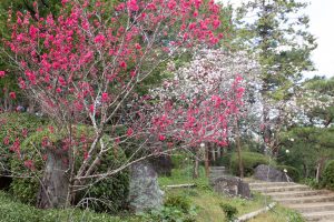 白白鳥庭園、しだれ桜、3月の春の花、名古屋市熱田区の観光・撮影スポットの画像と写真