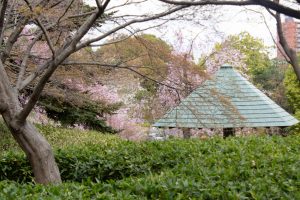 白鳥庭園、しだれ桜、3月の春の花、名古屋市熱田区の観光・撮影スポットの画像と写真