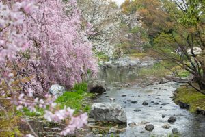 白鳥庭園、しだれ桜、3月の春の花、名古屋市熱田区の観光・撮影スポットの画像と写真
