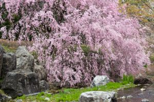 白鳥庭園、しだれ桜、3月の春の花、名古屋市熱田区の観光・撮影スポットの画像と写真