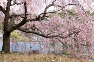 白鳥庭園、しだれ桜、3月の春の花、名古屋市熱田区の観光・撮影スポットの画像と写真