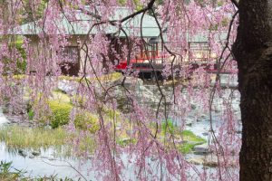 白鳥庭園、しだれ桜、3月の春の花、名古屋市熱田区の観光・撮影スポットの画像と写真