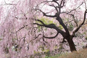 白鳥庭園、しだれ桜、3月の春の花、名古屋市熱田区の観光・撮影スポットの画像と写真