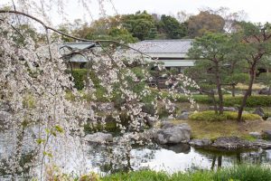 白鳥庭園、しだれ桜、3月の春の花、名古屋市熱田区の観光・撮影スポットの画像と写真