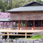 白鳥庭園、しだれ桜、3月の春の花、名古屋市熱田区の観光・撮影スポットの画像と写真