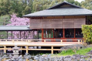 白鳥庭園、しだれ桜、3月の春の花、名古屋市熱田区の観光・撮影スポットの画像と写真