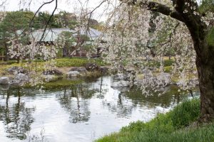 白鳥庭園、しだれ桜、3月の春の花、名古屋市熱田区の観光・撮影スポットの画像と写真