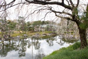 白鳥庭園、しだれ桜、3月の春の花、名古屋市熱田区の観光・撮影スポットの画像と写真