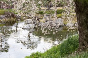 白鳥庭園、しだれ桜、3月の春の花、名古屋市熱田区の観光・撮影スポットの画像と写真