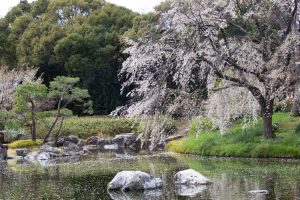 白鳥庭園、しだれ桜、3月の春の花、名古屋市熱田区の観光・撮影スポットの画像と写真