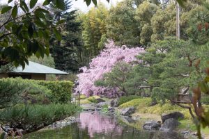 白鳥庭園、しだれ桜、3月の春の花、名古屋市熱田区の観光・撮影スポットの画像と写真