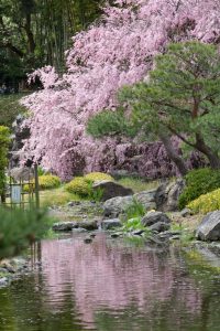 白鳥庭園、しだれ桜、3月の春の花、名古屋市熱田区の観光・撮影スポットの画像と写真