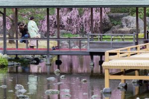 白鳥庭園、しだれ桜、3月の春の花、名古屋市熱田区の観光・撮影スポットの画像と写真白鳥庭園、しだれ桜、3月の春の花、名古屋市熱田区の観光・撮影スポットの画像と写真