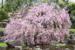 白鳥庭園、しだれ桜、3月の春の花、名古屋市熱田区の観光・撮影スポットの画像と写真