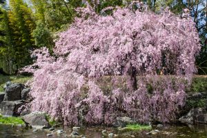白鳥庭園、しだれ桜、3月の春の花、名古屋市熱田区の観光・撮影スポットの画像と写真