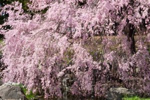 白鳥庭園、しだれ桜、3月の春の花、名古屋市熱田区の観光・撮影スポットの画像と写真