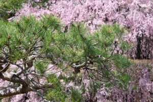 白鳥庭園、しだれ桜、3月の春の花、名古屋市熱田区の観光・撮影スポットの画像と写真