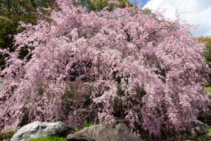 白鳥庭園、しだれ桜、3月の春の花、名古屋市熱田区の観光・撮影スポットの画像と写真
