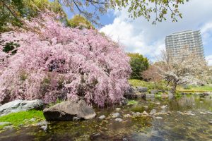 白鳥庭園、しだれ桜、3月の春の花、名古屋市熱田区の観光・撮影スポットの画像と写真