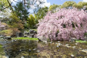 白鳥庭園、しだれ桜、3月の春の花、名古屋市熱田区の観光・撮影スポットの画像と写真