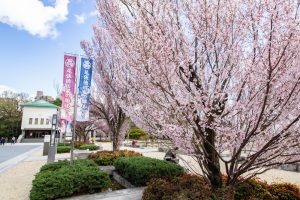 徳川園、桜、3月の春の花、名古屋市東区の観光・撮影スポットの画像と写真