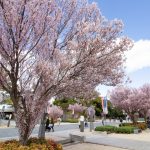 徳川園、桜、3月の春の花、名古屋市東区の観光・撮影スポットの画像と写真