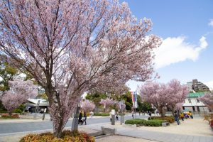 徳川園、桜、3月の春の花、名古屋市東区の観光・撮影スポットの画像と写真